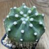 SH5727 Echinopsis sp. F. Variegata