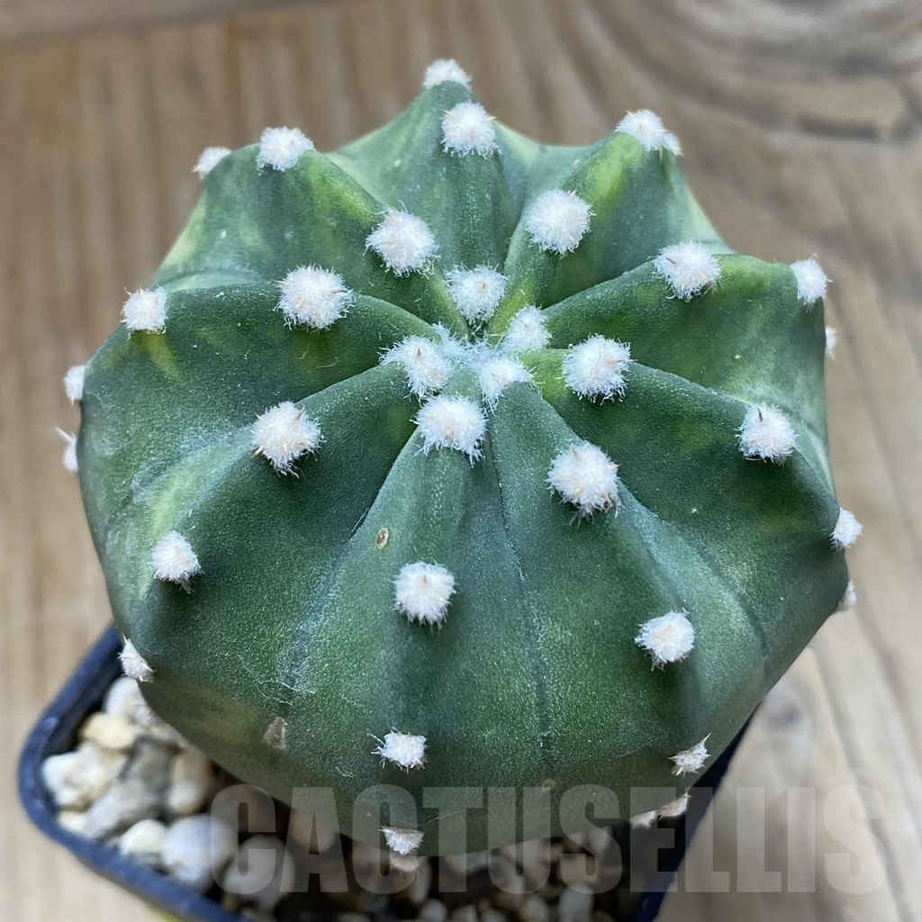 SH5727 Echinopsis sp. F. Variegata