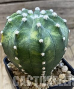 SH5727 Echinopsis sp. F. Variegata