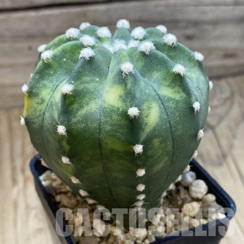 SH5727 Echinopsis sp. F. Variegata