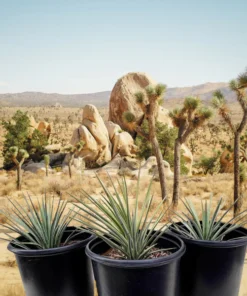 Joshua Tree