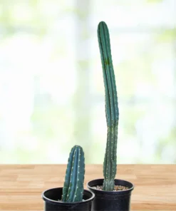 Peruanischer Apfelkaktus