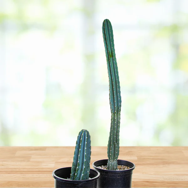 Peruanischer Apfelkaktus