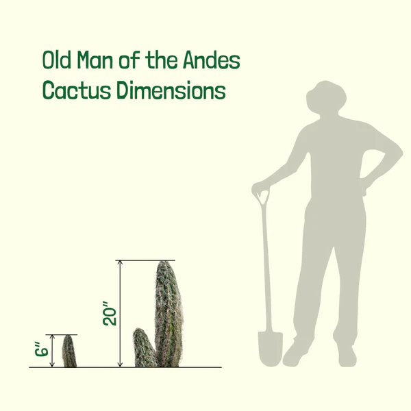 Alter Mann der Anden