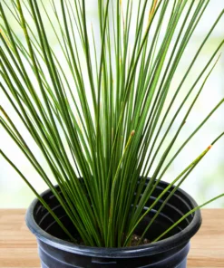 Mexikanischer Grasbaum