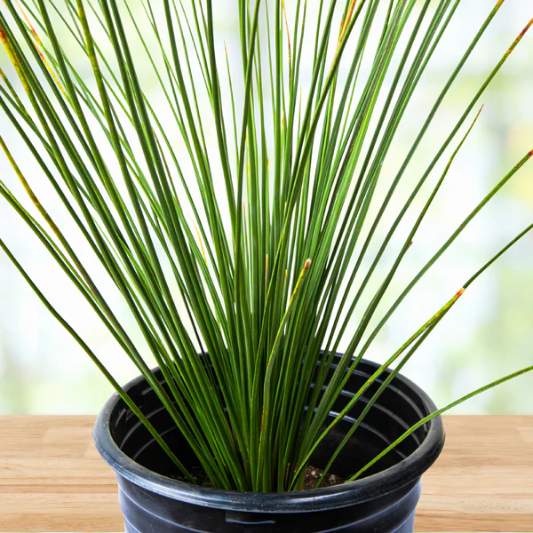 Mexikanischer Grasbaum