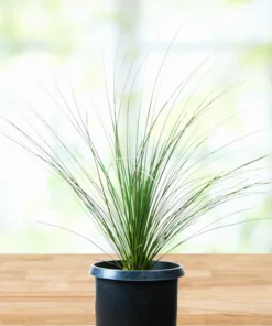 Mexikanischer Grasbaum