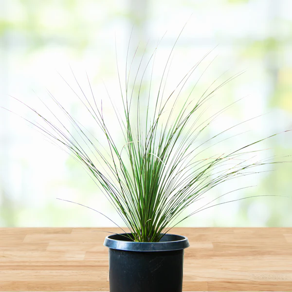 Mexikanischer Grasbaum