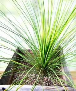 Mexikanischer Grasbaum