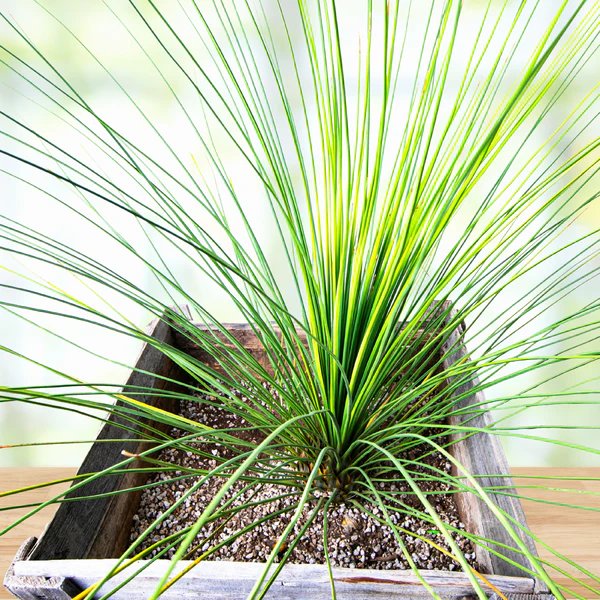 Mexikanischer Grasbaum