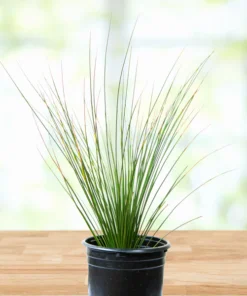 Mexikanischer Grasbaum