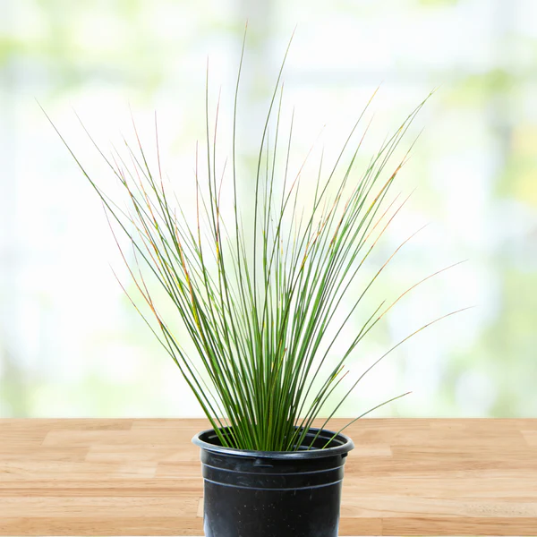 Mexikanischer Grasbaum