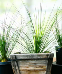 Mexikanischer Grasbaum