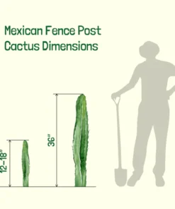 Mexikanischer Zaunpfostenkaktus