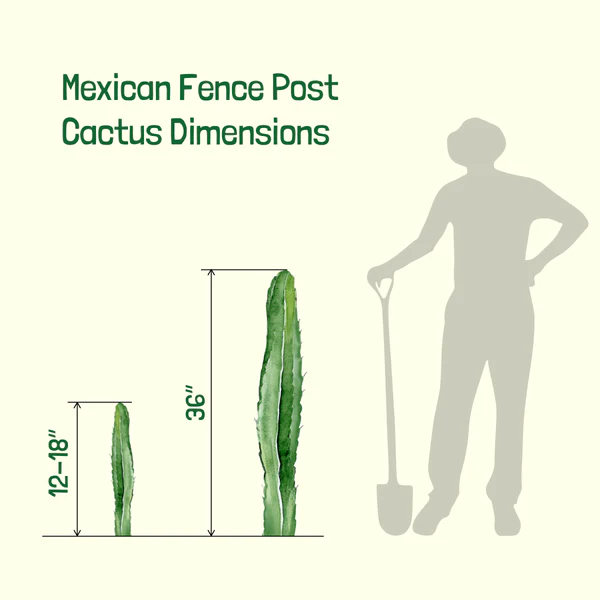 Mexikanischer Zaunpfostenkaktus