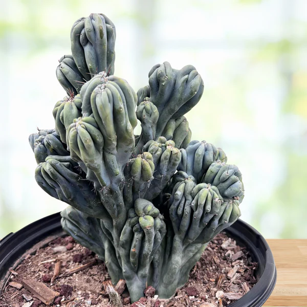 Cereus forbesii 'Ming Thing'