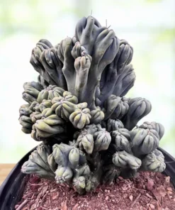 Cereus forbesii 'Ming Thing'