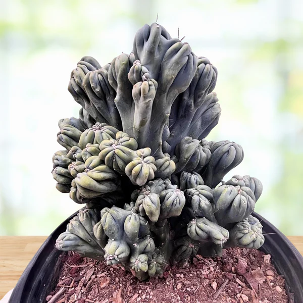 Cereus forbesii 'Ming Thing'