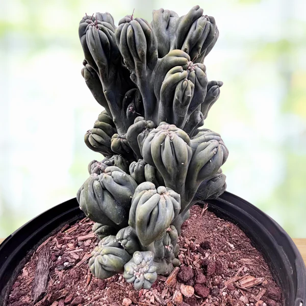 Cereus forbesii 'Ming Thing'