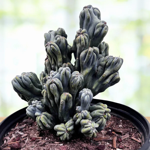 Cereus forbesii 'Ming Thing'