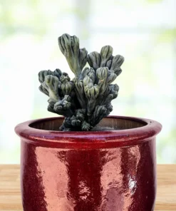 Cereus forbesii 'Ming Thing'