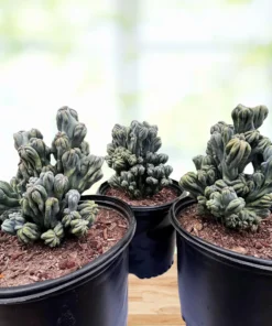 Cereus forbesii 'Ming Thing'