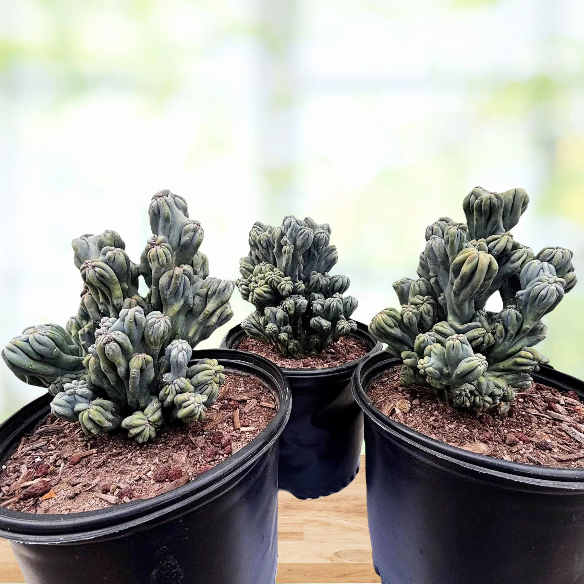 Cereus forbesii 'Ming Thing'