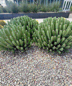 Marokkanischer Hügel