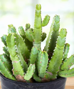 Marokkanischer Hügel