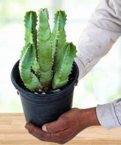 Marokkanischer Hügel