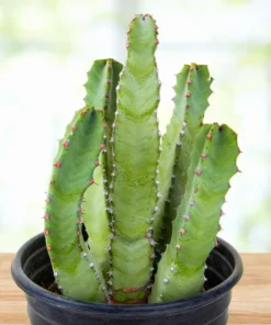 Marokkanischer Hügel