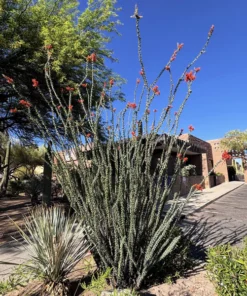 Ocotillo