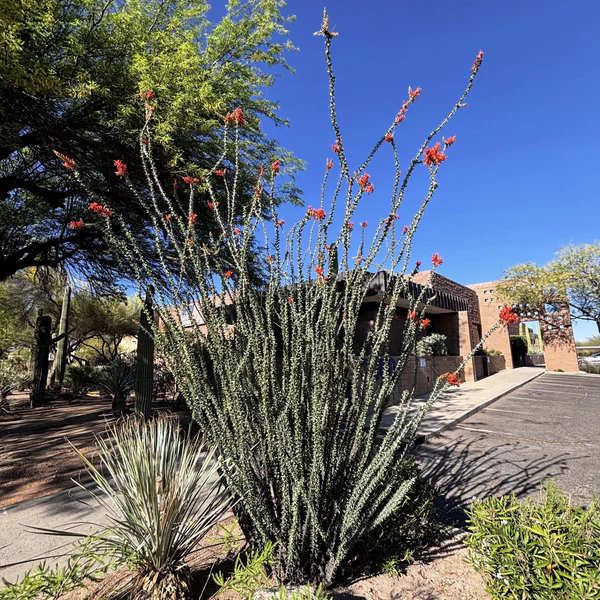 Ocotillo