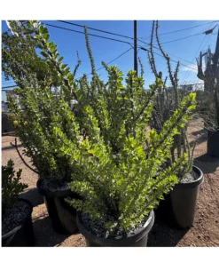 Ocotillo
