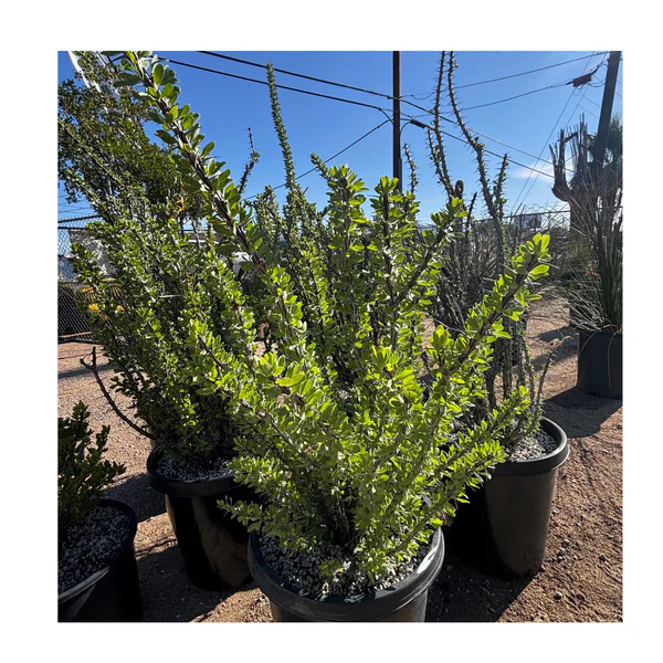 Ocotillo