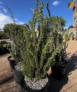 Ocotillo