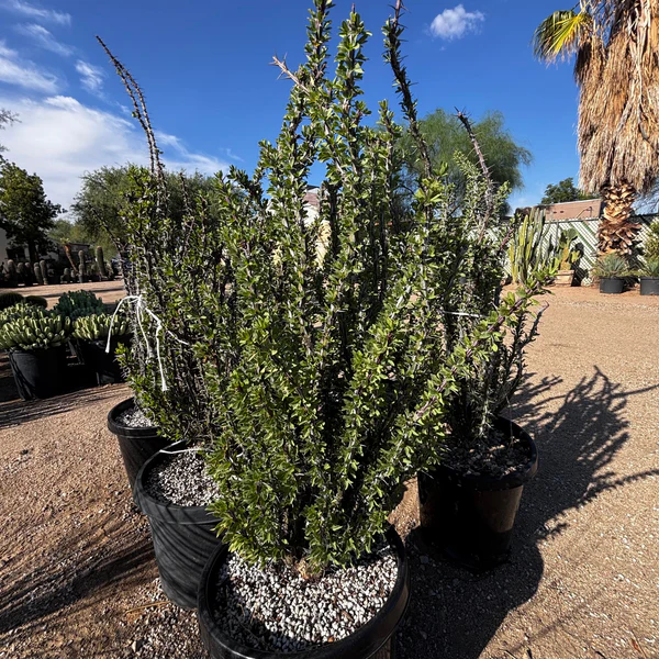 Ocotillo