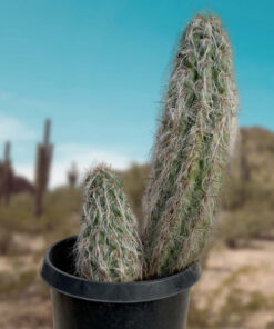 Alter Mann der Anden