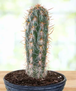 Alter Mann der Anden