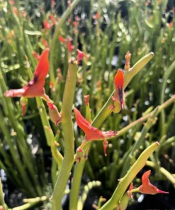 Pedilanthus Macrocarpus