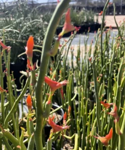 Pedilanthus Macrocarpus