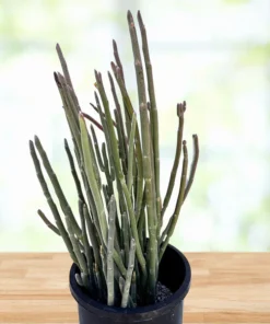 Pedilanthus Macrocarpus