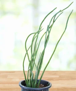 Pedilanthus Macrocarpus