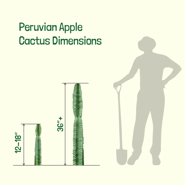 Peruanischer Apfelkaktus