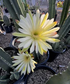 Peruanischer Apfelkaktus