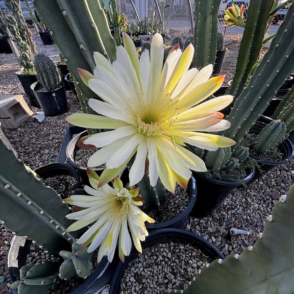 Peruanischer Apfelkaktus