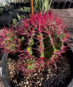 Ferocactus Pringlei