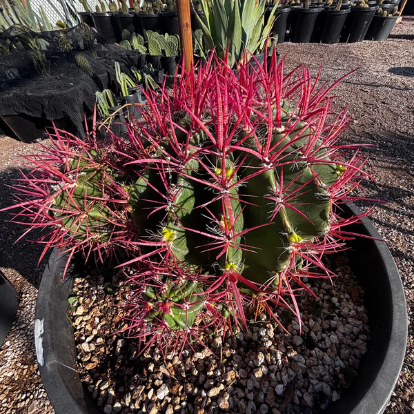 Ferocactus Pringlei