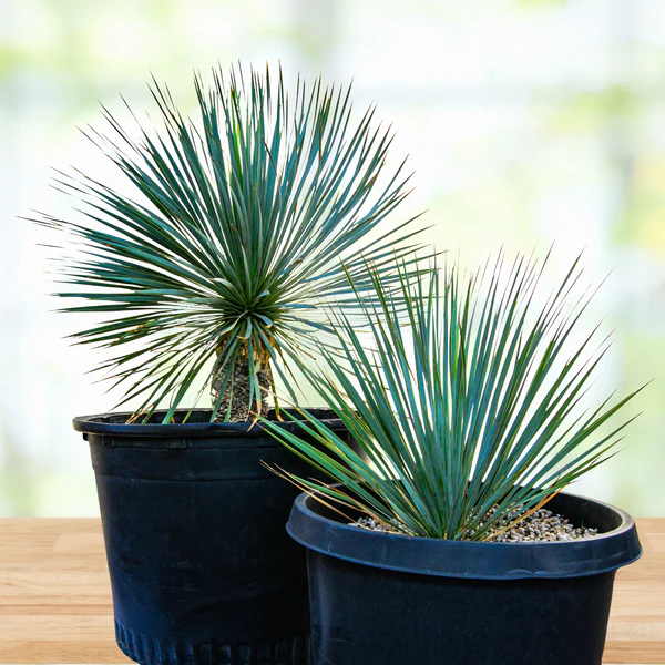 Yucca Rostrata