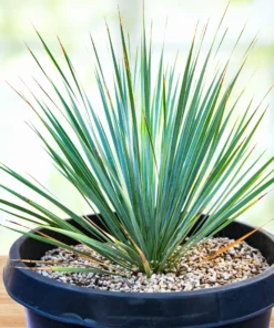 Yucca Rostrata